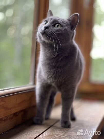 Русская голубая кошка в добрые руки