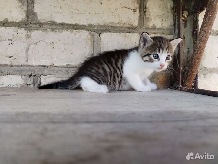Кошка в дар бесплатно
