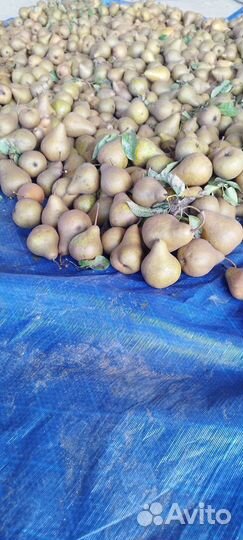 Продам грушу