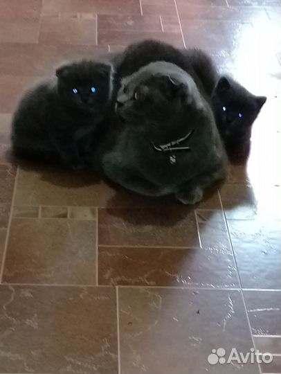 Шотландские котята