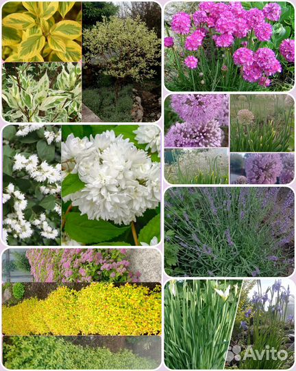 Спирея яп, дерен, дейция,лаванда,Армерия,лук, ирис
