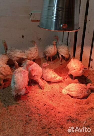 Цыплята бройлеры кура, индюшки, несушки