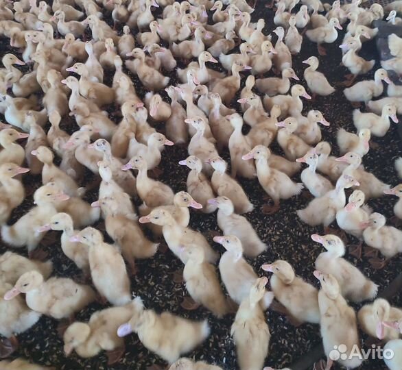 Утёнок подрост