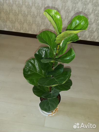 Фикус лирата