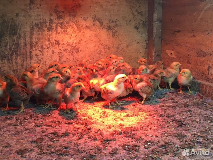 Цыплята кучинские юбилейные