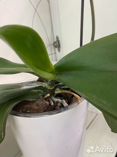 Орхидея фаленопсис