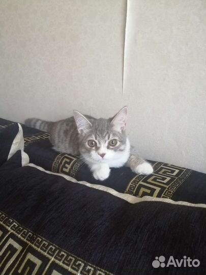 Котята домашние