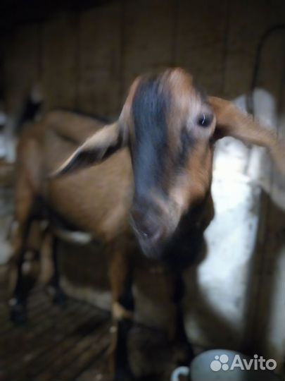 Англо нубийский козлик для случки