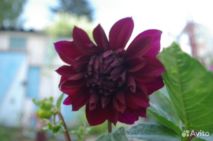 Георгины многолетние корни