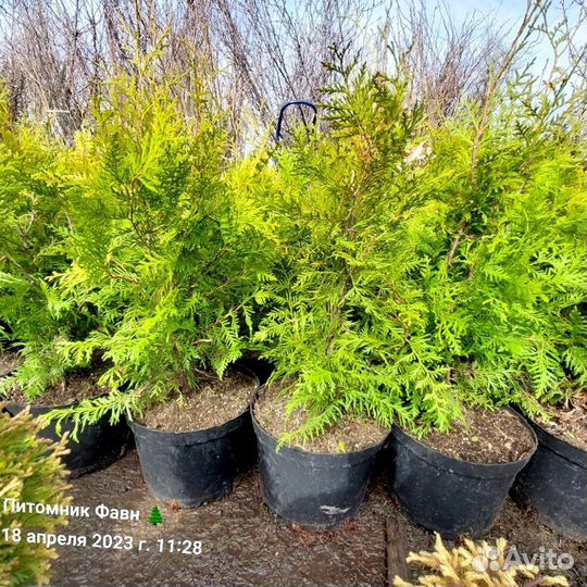 Туя западная Брабант 60-80 см (С7)