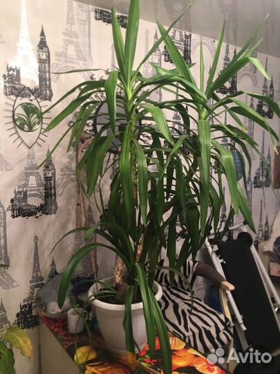 Пальма юкка