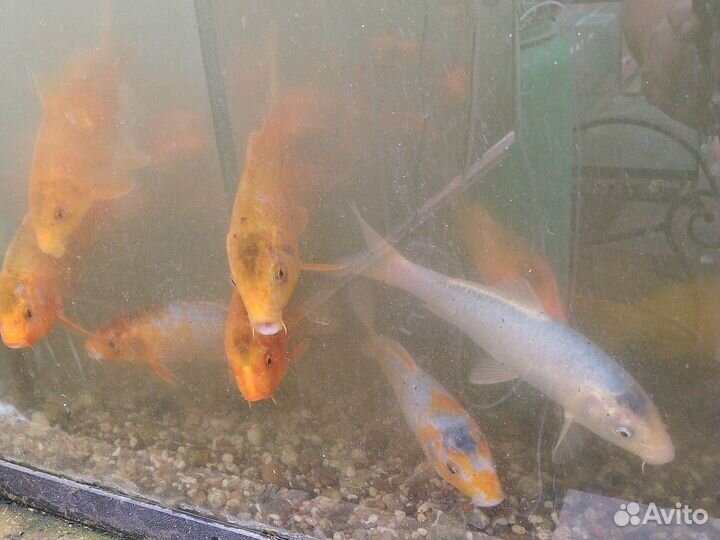 Карп Кои. Малек