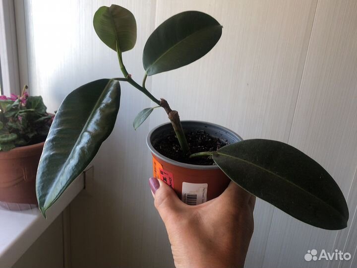 Фикус каучуковый