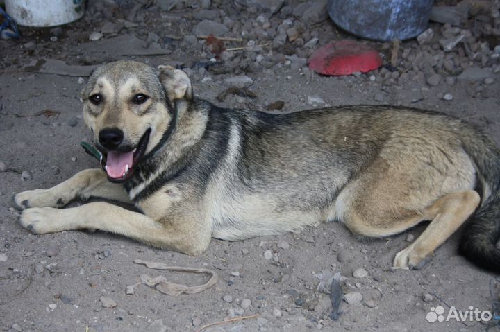 Кобель-кастрат Гром