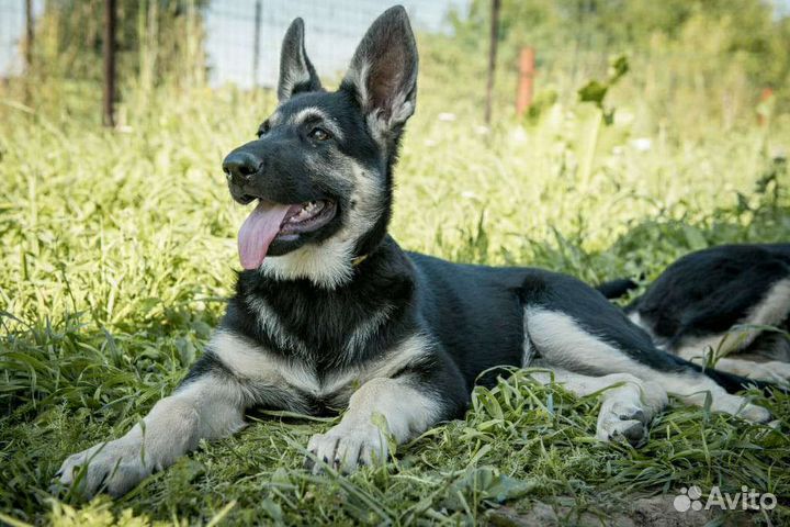 Щенки Восточноевропейская овчарка