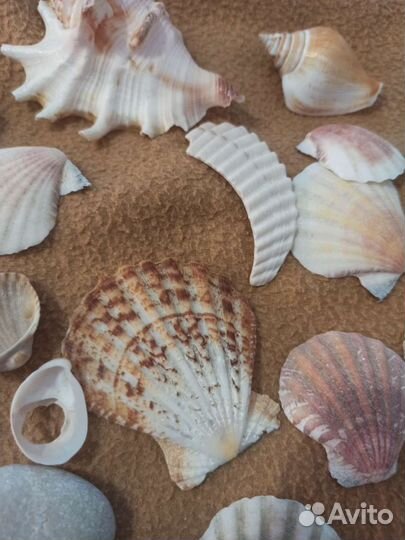 Морские ракушки цена за все
