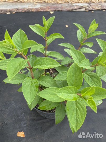 Гортензия двухлтнее бобо (BoBo)