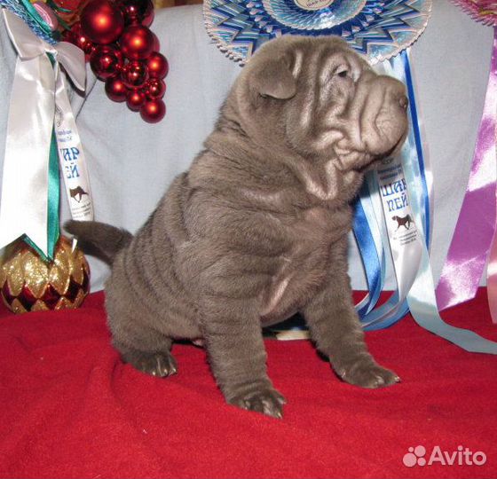 Щенки шарпея