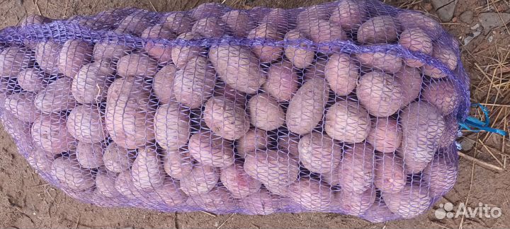 Продам картофель