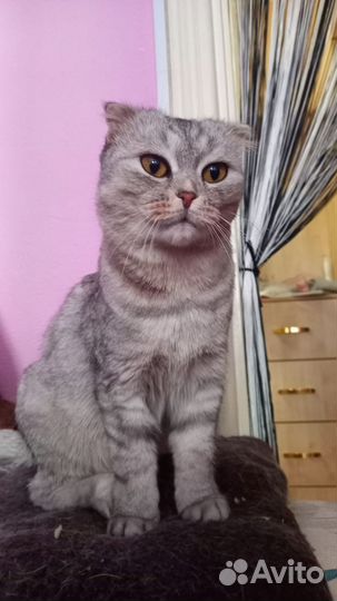 Шотландская вислоухая кошка бесплатно