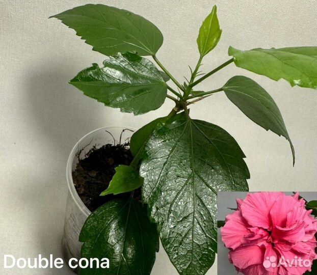 Гибискус китайская роза