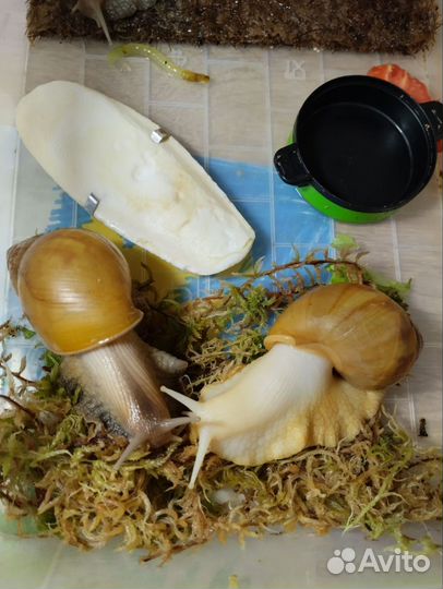 Улитки ахатины