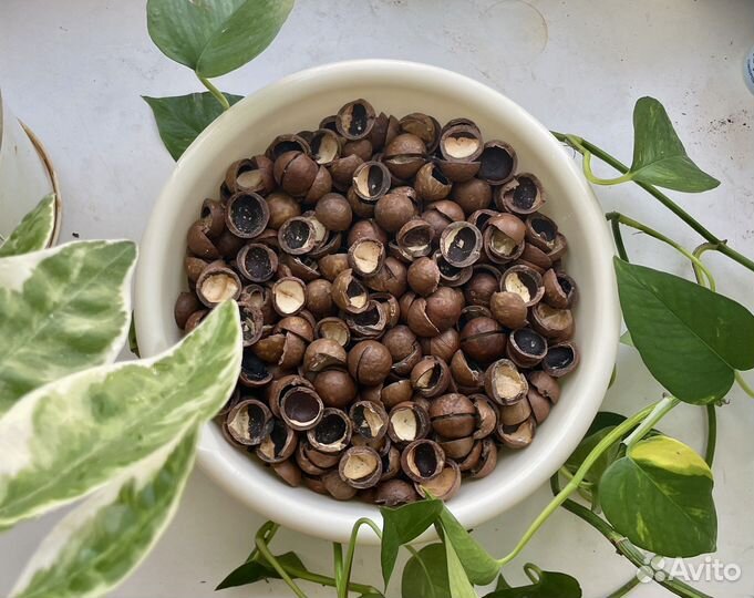 Скорлупа от ореха макадамии