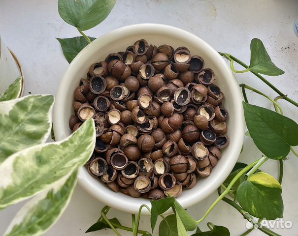 Скорлупа от ореха макадамии