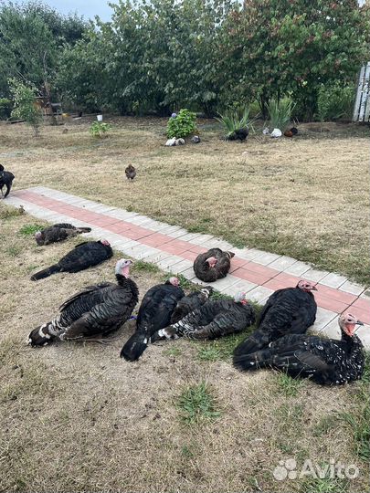 Индюшата домашние