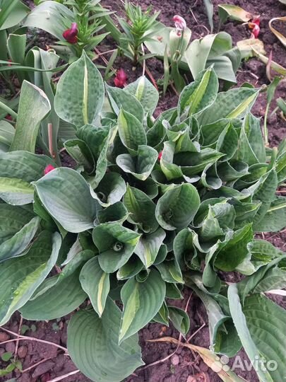 Хоста растение