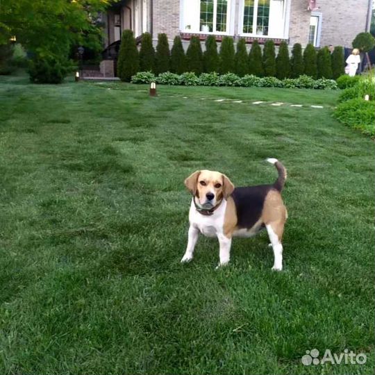 Рулонный газон