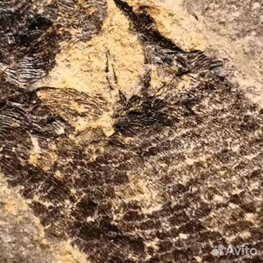 Отпечаток рыбы, 300-350 млн лет