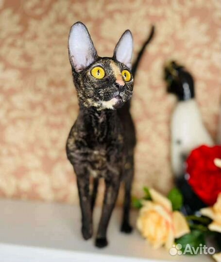 Корниш-рекс кошечки