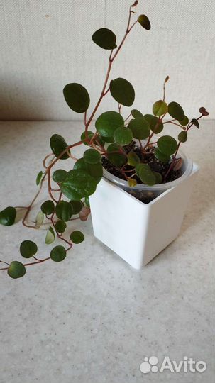 Пеперомии сортовые