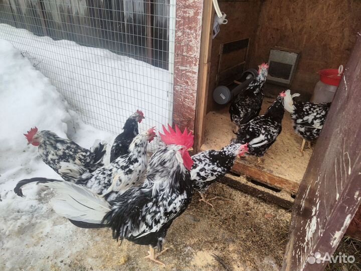 Инкубационное яйцо Леггорн