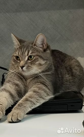 Кошка в добрые руки