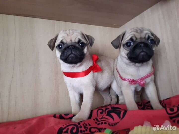 Мопс щенки с документами ркф,жд доставка