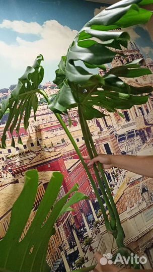 Комнатно-офисные цветы монстера