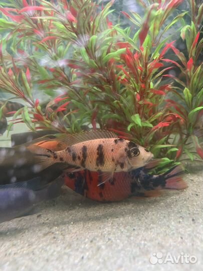Рыбки цихлиды Аулонокара Мультиколор мальки