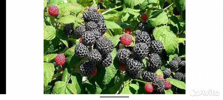 Черная малина Кумберленд