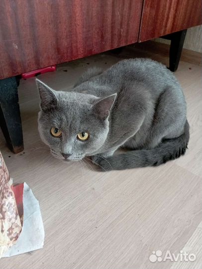 Британские котята в добрые руки бесплатно