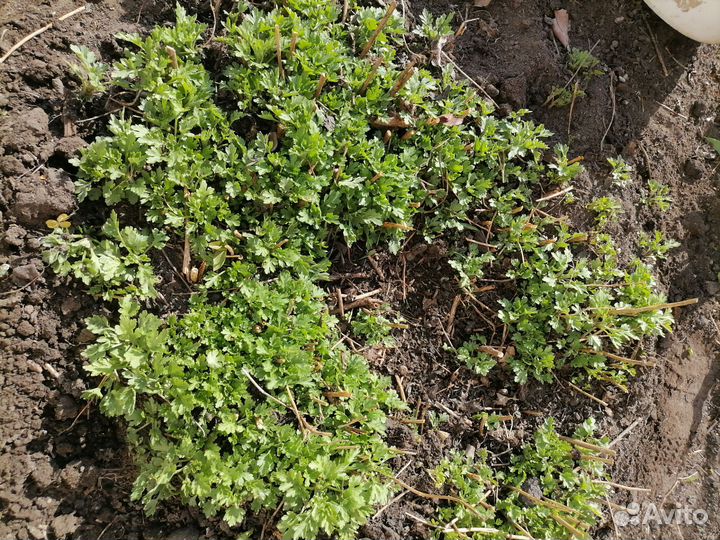 Хризантема