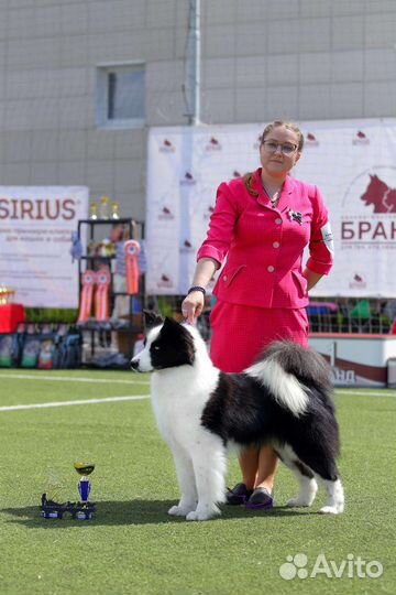 Хендлер (подготовка собак к выставке)