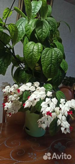 Клеродендрум, пеларгонии