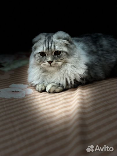 Шотландская вислоухая