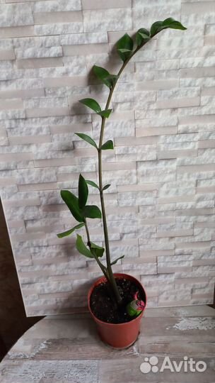 Цветы Замиокулькас