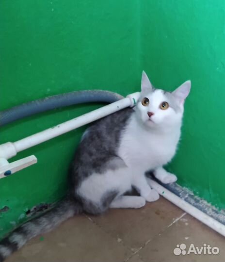 В добрую семью