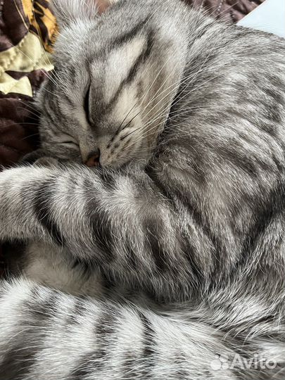 Передержка кошек на время отпуска