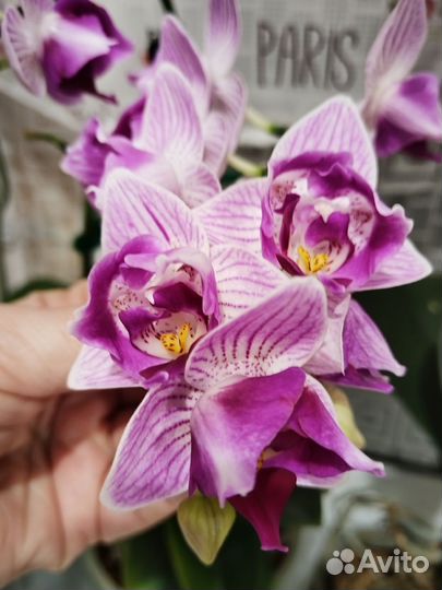 Орхидея Пинк Сансет Герл