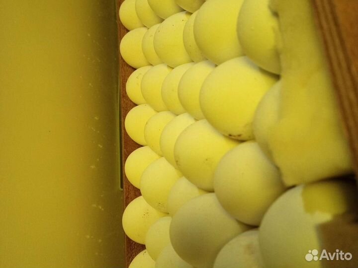 Цыплята суточные